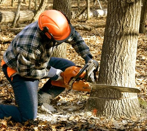Tree Removal in Clam Gulch, AK